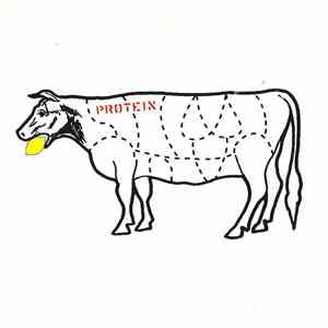 Protein - Songs About Cowgirls download free Protein - Songs About Cowgirls download mp3 flac